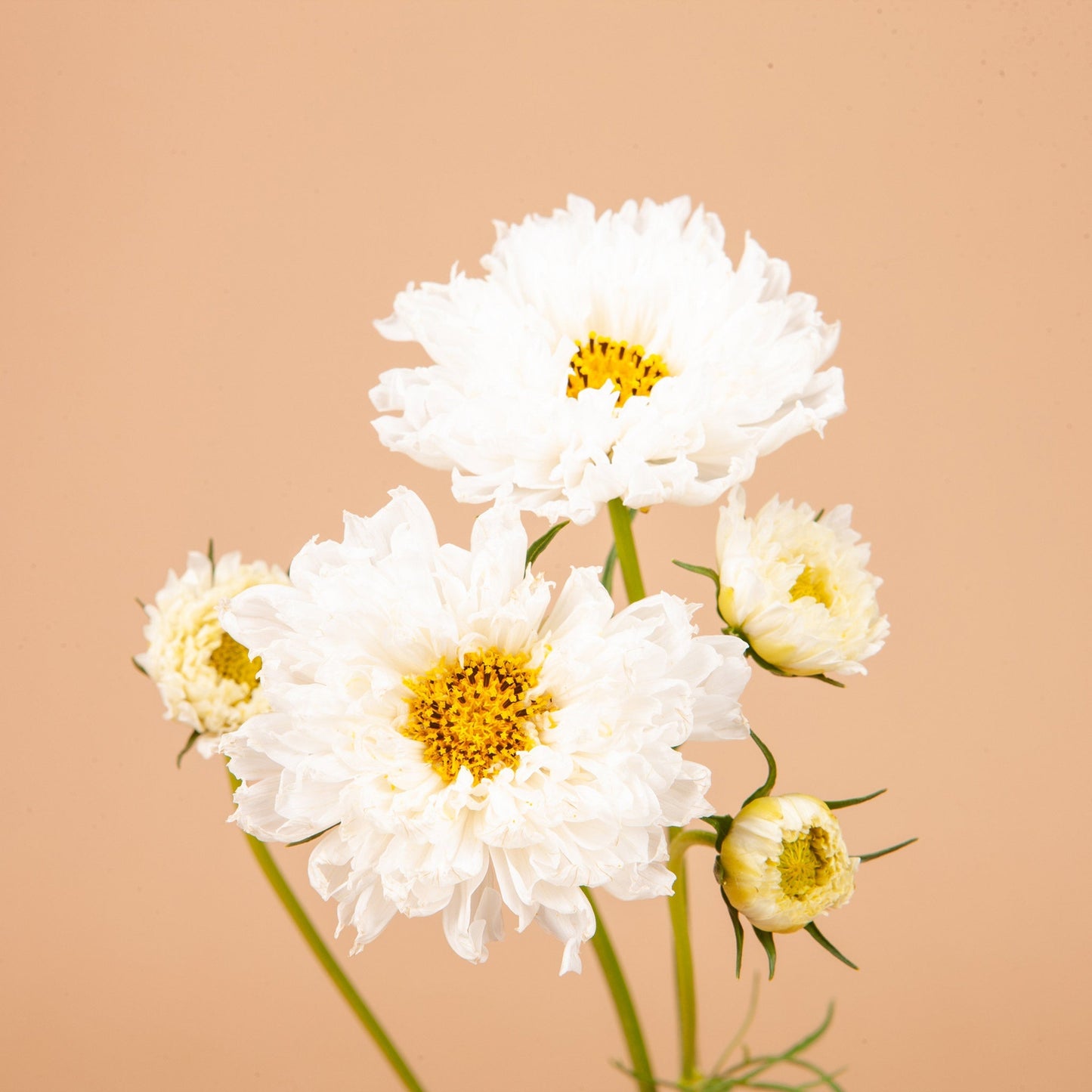 Libra Seed Bundle