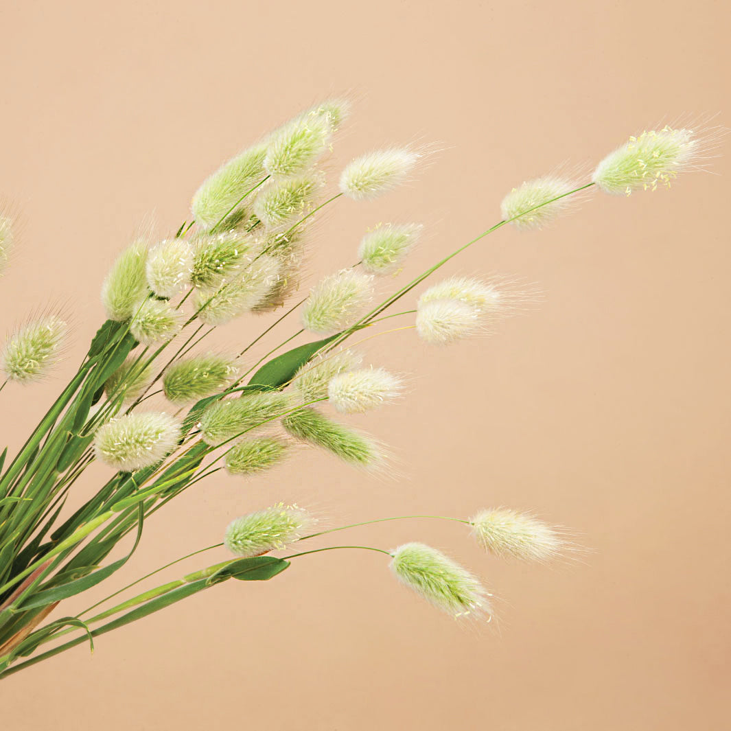 Libra Seed Bundle