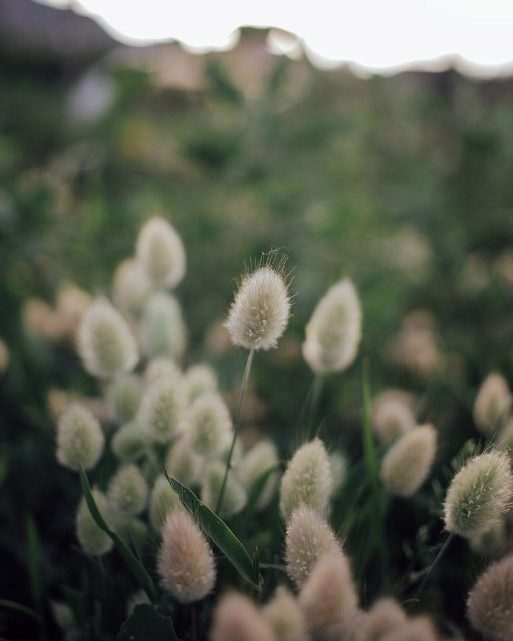 Libra Seed Bundle