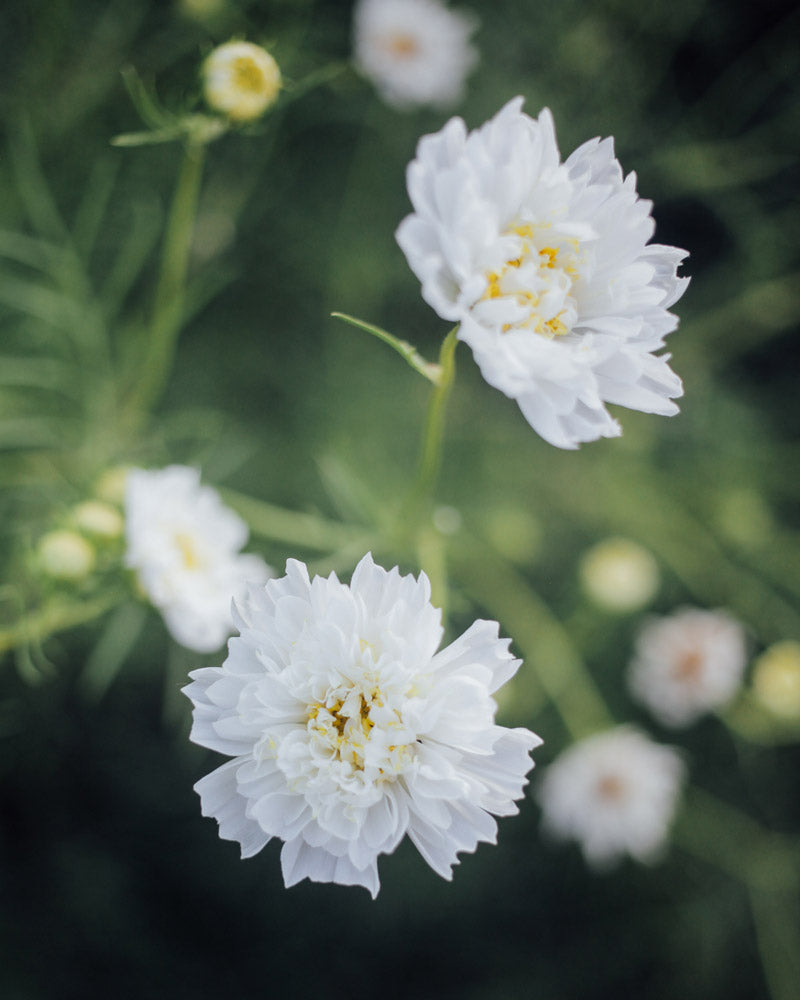 Libra Seed Bundle