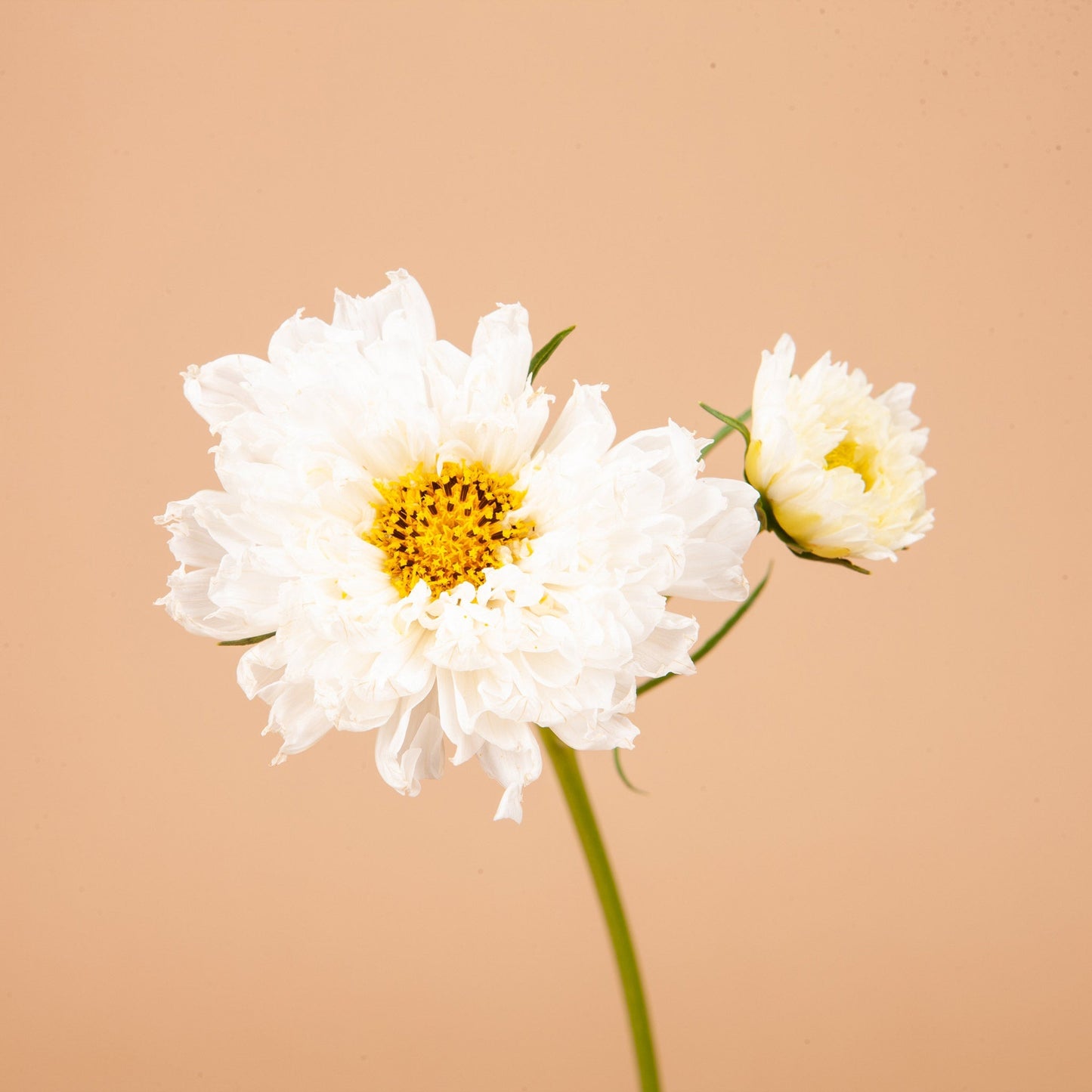 Libra Seed Bundle