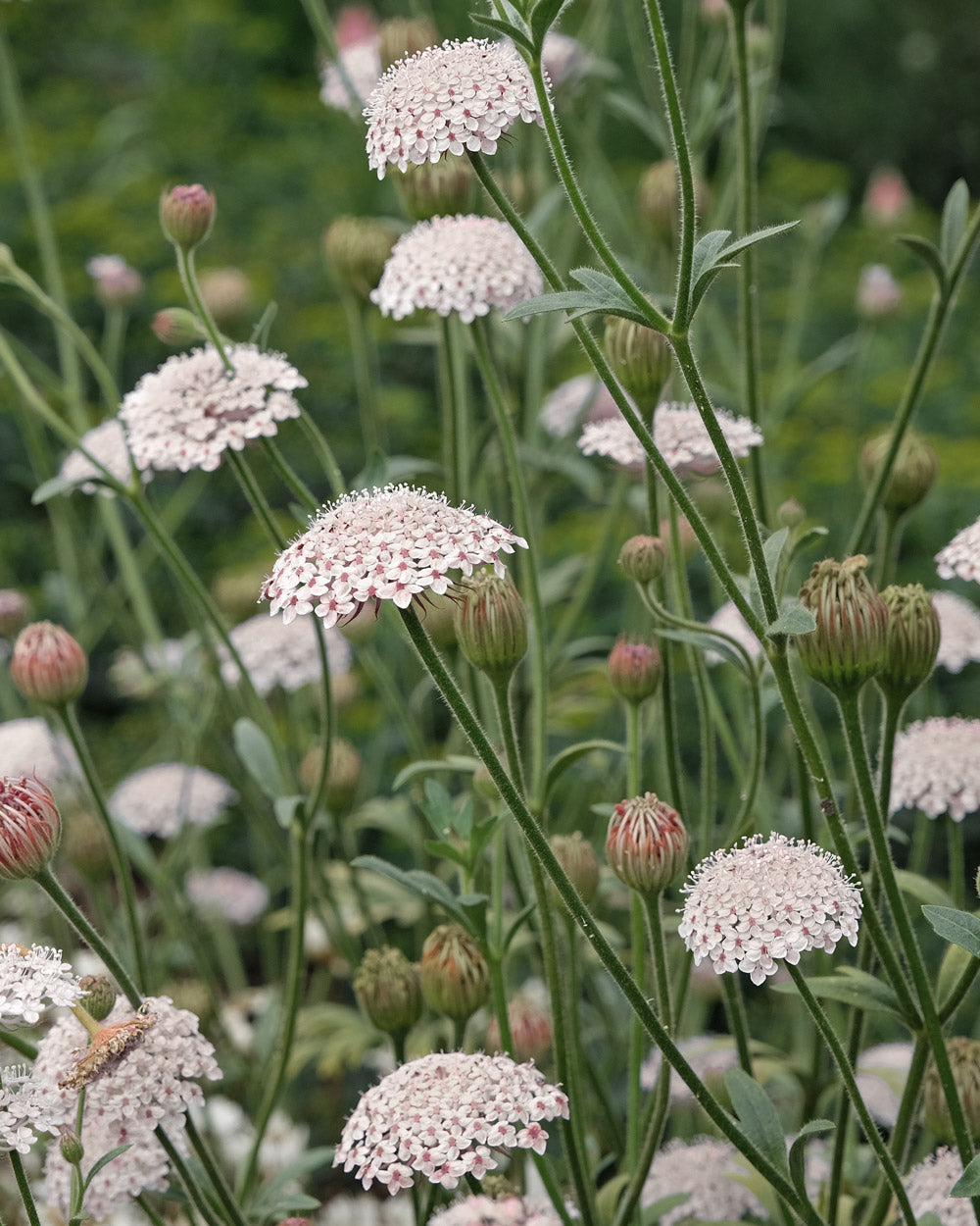 Libra Seed Bundle