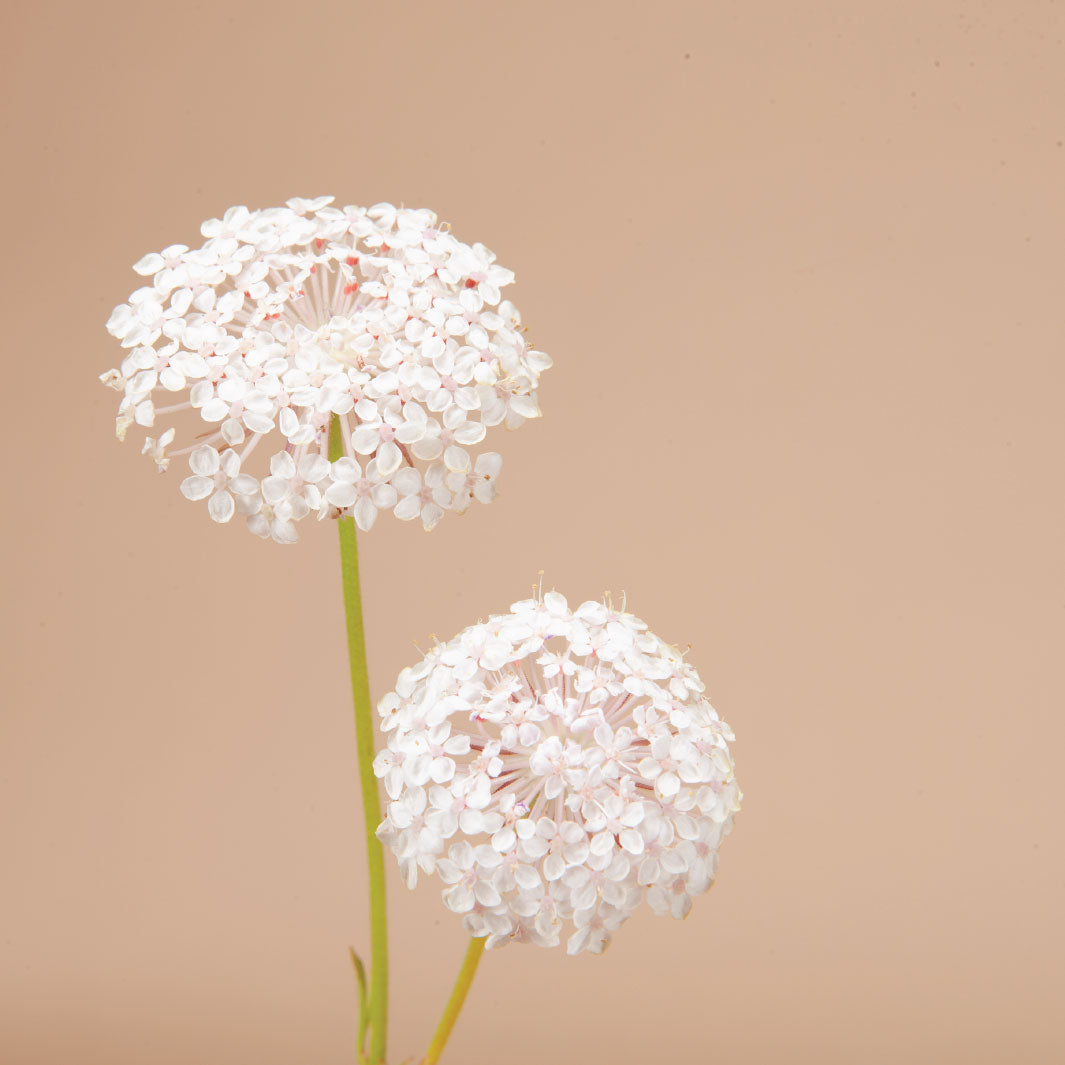 Libra Seed Bundle